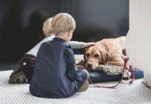 Let’s-Know-About-Nine-Top-Pets-for-Kids-and-Families-on-contribution