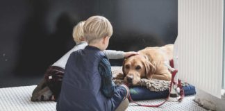 Let’s-Know-About-Nine-Top-Pets-for-Kids-and-Families-on-contribution