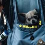 Why-And-How-You-Can-Look-For-The-Best-Backpack-For-Dogs-on-contribution