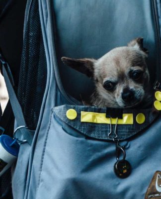Why-And-How-You-Can-Look-For-The-Best-Backpack-For-Dogs-on-contribution