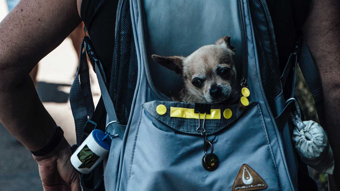 Why-And-How-You-Can-Look-For-The-Best-Backpack-For-Dogs-on-contribution