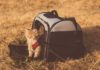 Know-About-the-Top-6-Pet-Carrier-Backpacks-for-Traveling-on-contribution