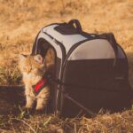 Know-About-the-Top-6-Pet-Carrier-Backpacks-for-Traveling-on-contribution