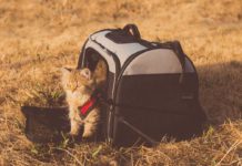 Know-About-the-Top-6-Pet-Carrier-Backpacks-for-Traveling-on-contribution