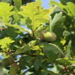 Acorn-Arboretum-Planting-The-Seeds-For-Majestic-Oak-Tree-Growth-on-contribution