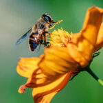 Blooms-That-Buzz-Enhance-Your-Garden-With-Pollinator-Approved-Plants-on-contribution