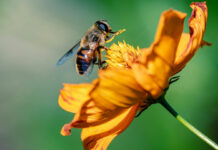 Blooms-That-Buzz-Enhance-Your-Garden-With-Pollinator-Approved-Plants-on-contribution