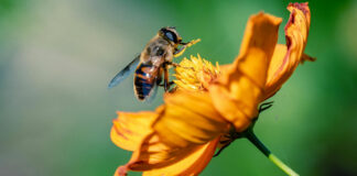 Blooms-That-Buzz-Enhance-Your-Garden-With-Pollinator-Approved-Plants-on-contribution